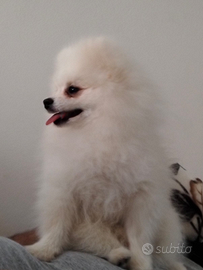 Spritz Pomerania Toy per Montà