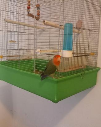 Pappagallo