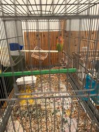 Inseparabili roseicollis