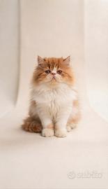 Gatto persiano cucciolo ultima femmina