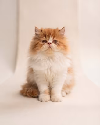 Gatto persiano cucciolo ultima femmina