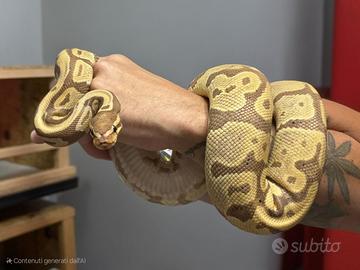 Pitone Reale Banana Het pied