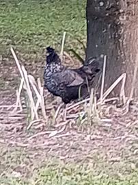 Giovane gallina 6 mesi