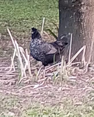 Giovane gallina 6 mesi