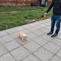 Chihuahua femmina pelo lungo