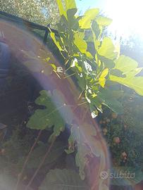 pianta di fichi 