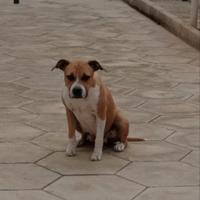 American Staffordshire Terrier