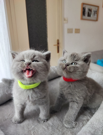 Cuccioli British shorthair