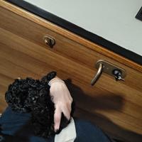 Barboncino toy cucciolo