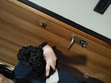 Barboncino toy cucciolo