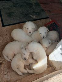 Cuccioli Maremmano
