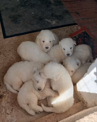 Cuccioli Maremmano
