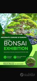 Arconate in fiore