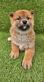 Shiba Inu Rossi -Alta Genealogia con Pedigree ENCI