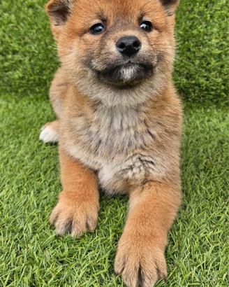 Shiba Inu Rossi -Alta Genealogia con Pedigree ENCI