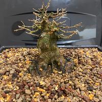 Bonsai shoin acero buergerianum!