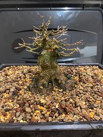 Bonsai shoin acero buergerianum!