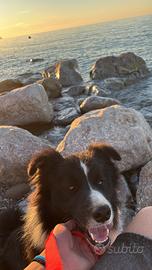 Border collie
