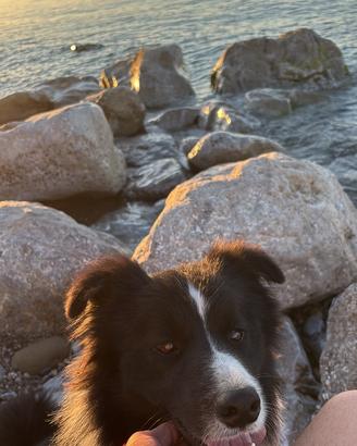 Border collie