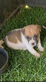 Jack Russell