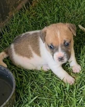 Jack Russell
