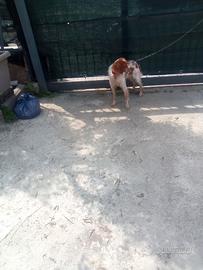 Cane Breton bianco arancio da caccia o compagnia