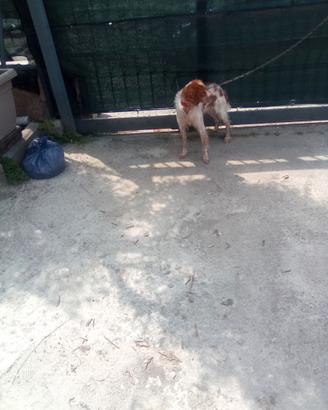 Cane Breton bianco arancio da caccia o compagnia