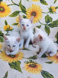 Gattini siamesi