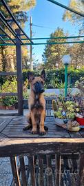 Cuccioli Pastore Belga Malinois in Puglia Bari