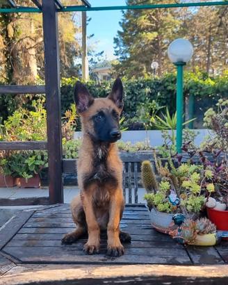 Cuccioli Pastore Belga Malinois in Puglia Bari