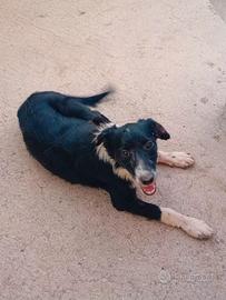 Cuccioli incrocio Border Collie