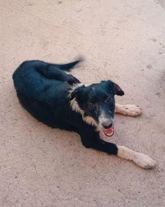 Cuccioli incrocio Border Collie