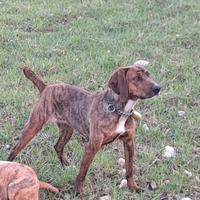 Cucciolona segugio maremmano