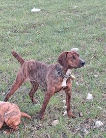 Cucciolona segugio maremmano