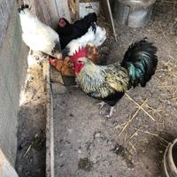Gallo