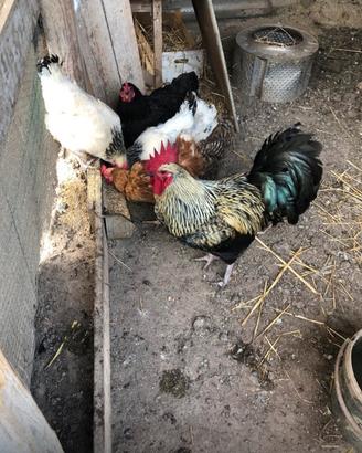 Gallo