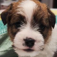 Cucciolo Jack Russell Terrier pelo Ruvido Broken