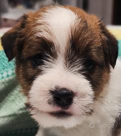 Cucciolo Jack Russell Terrier pelo Ruvido Broken
