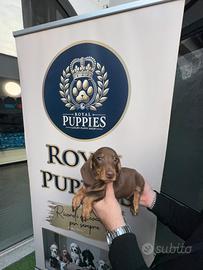 Bassotto cucciolo Kaninchen e nano choco