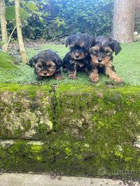 Femmine di Yorkshire