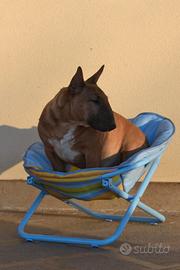 Bull terrier miniatura