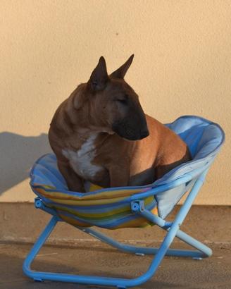 Bull terrier miniatura