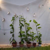 frutto della passione 