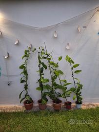 frutto della passione 