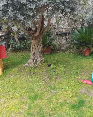 Casa chicco più scivolo