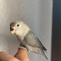 Inseparabile allevato a mano