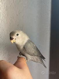 Inseparabile allevato a mano