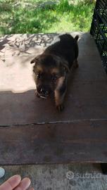 Cucciolo pastore tedesco