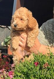 Maltipoo maschio colore albicocca