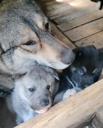 Cuccioli di lupo cecoslovaccho